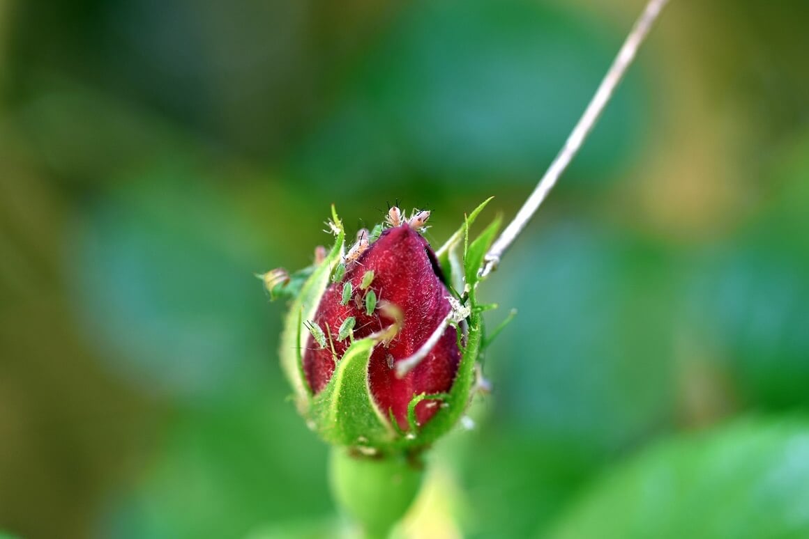 Lisne uši na ružama 
