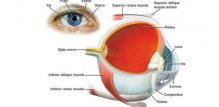 Dijelovi oka