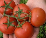 sprej od sode bikarbone za paradajz