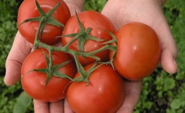 sprej od sode bikarbone za paradajz