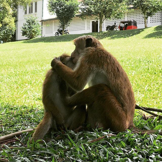Majmuni u parku