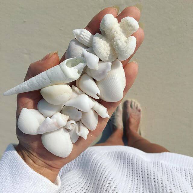 Maldivi- bijele školjke