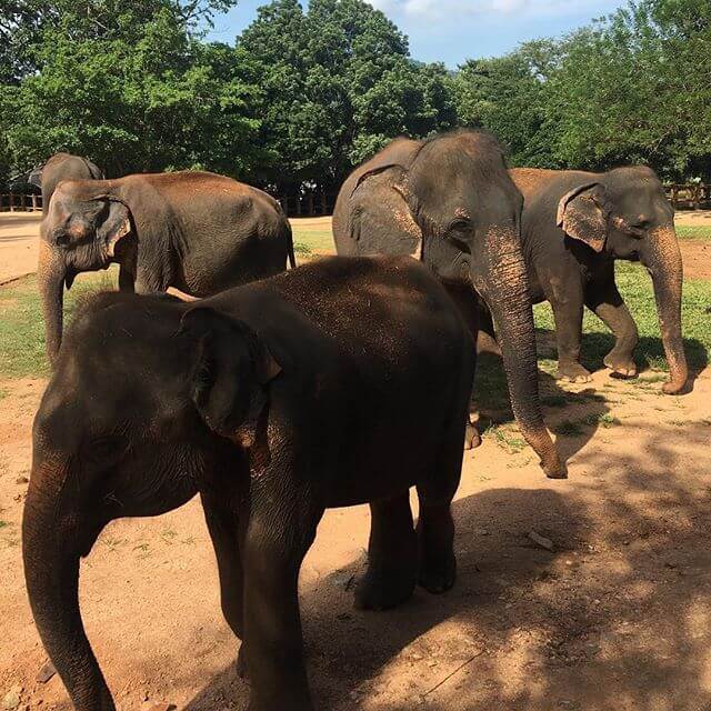 Pinawalla slonovi