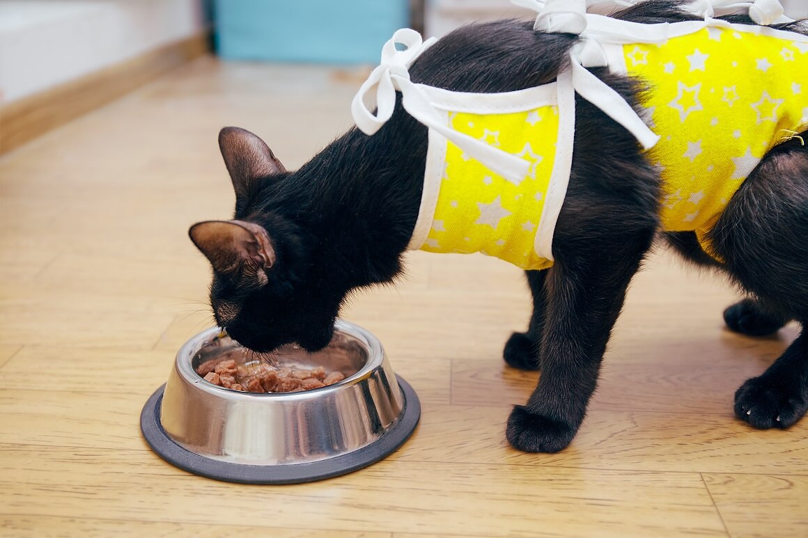 Mačke koriste mnogo manje energije pa se preporučuje korištenje hrane koja ima smanjenu količinu kalorija