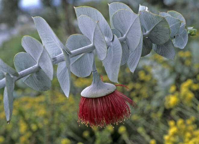 eukaliptus cvijet