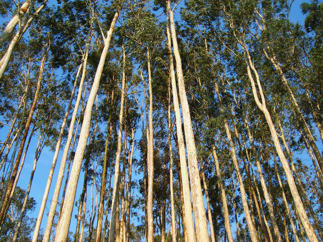 eukaliptus drvo