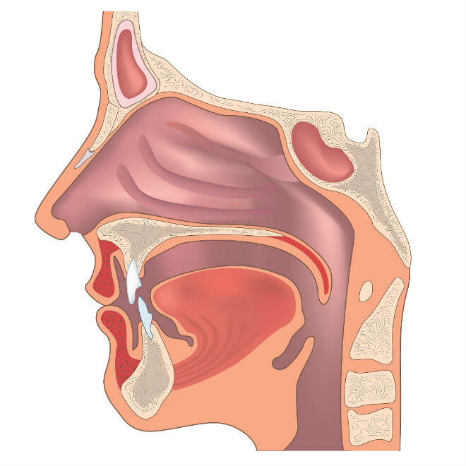 anatomija nosne šupljine