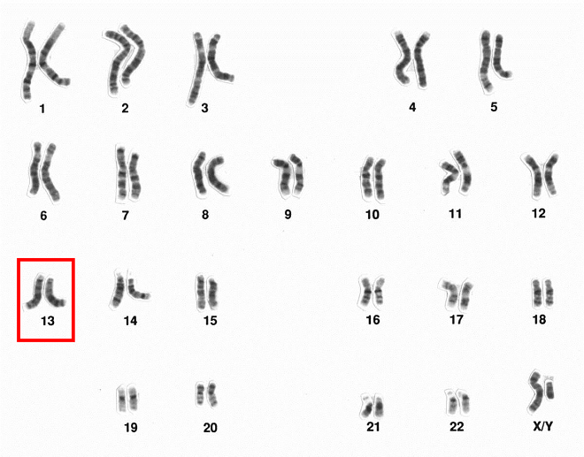 kromosomi