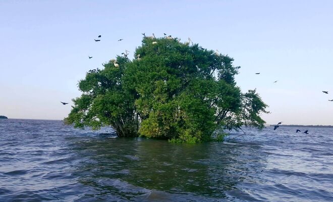 Negombo laguna