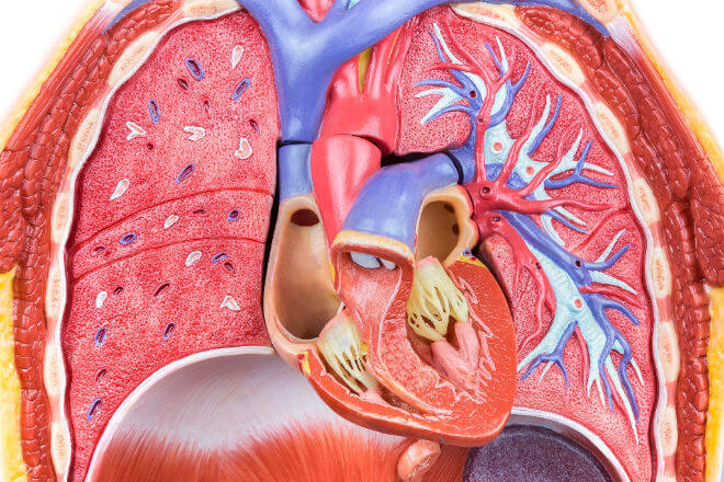 Bol srca: njihova manifestacija, lokalizacija i mogući uzroci