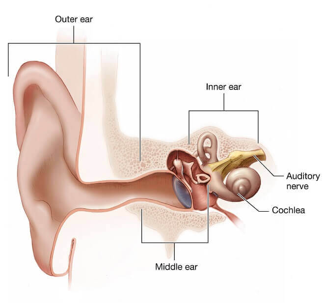 unutarnji-presjek-uha