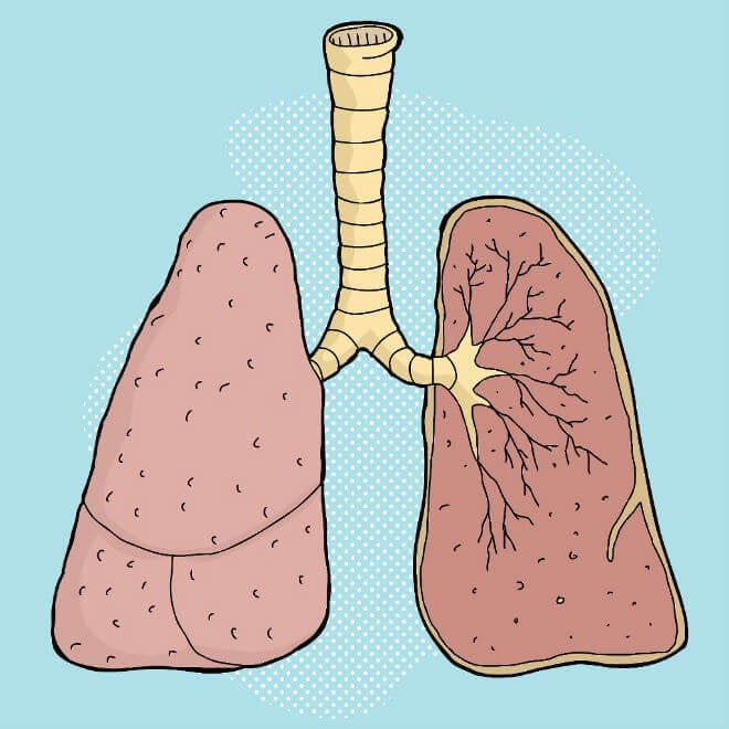 pluća