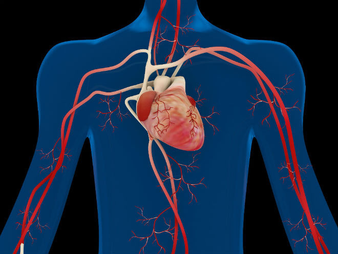 anatomija srca