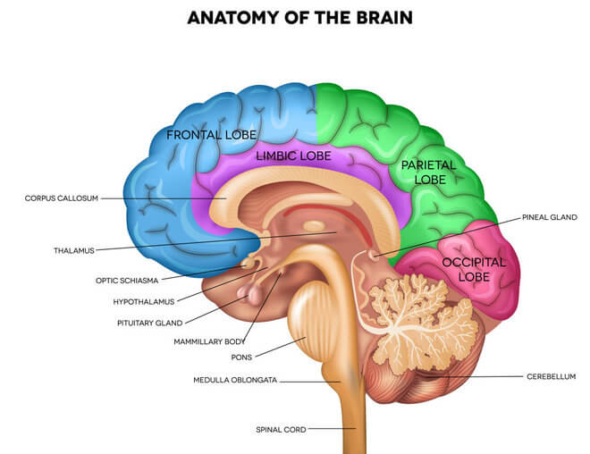Anatomija mozga