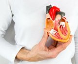 anatomija srca
