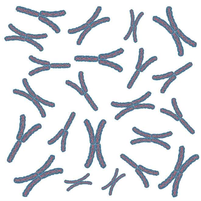 ljudski kromosomi