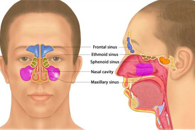 Vrste sinusa