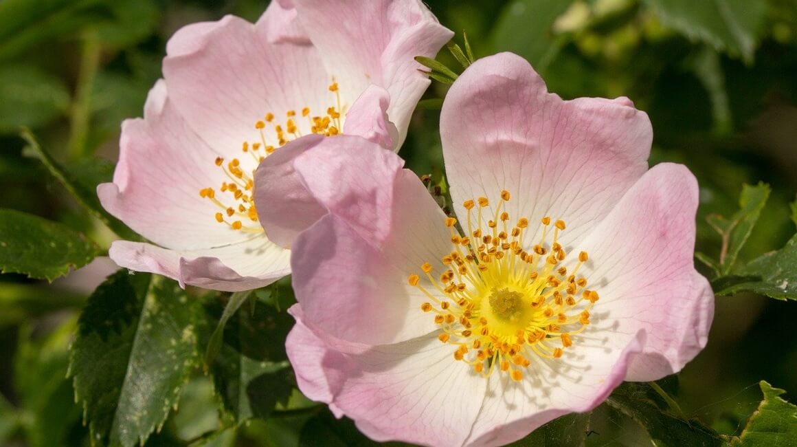 Rosa canina