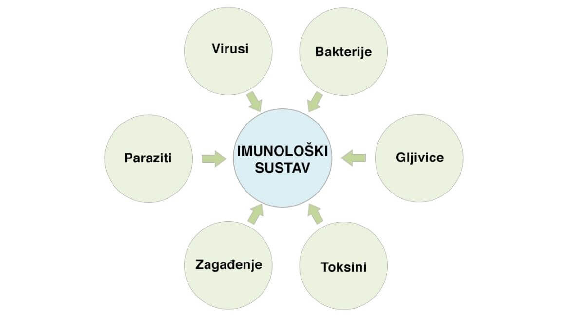 Imunološki grafikon