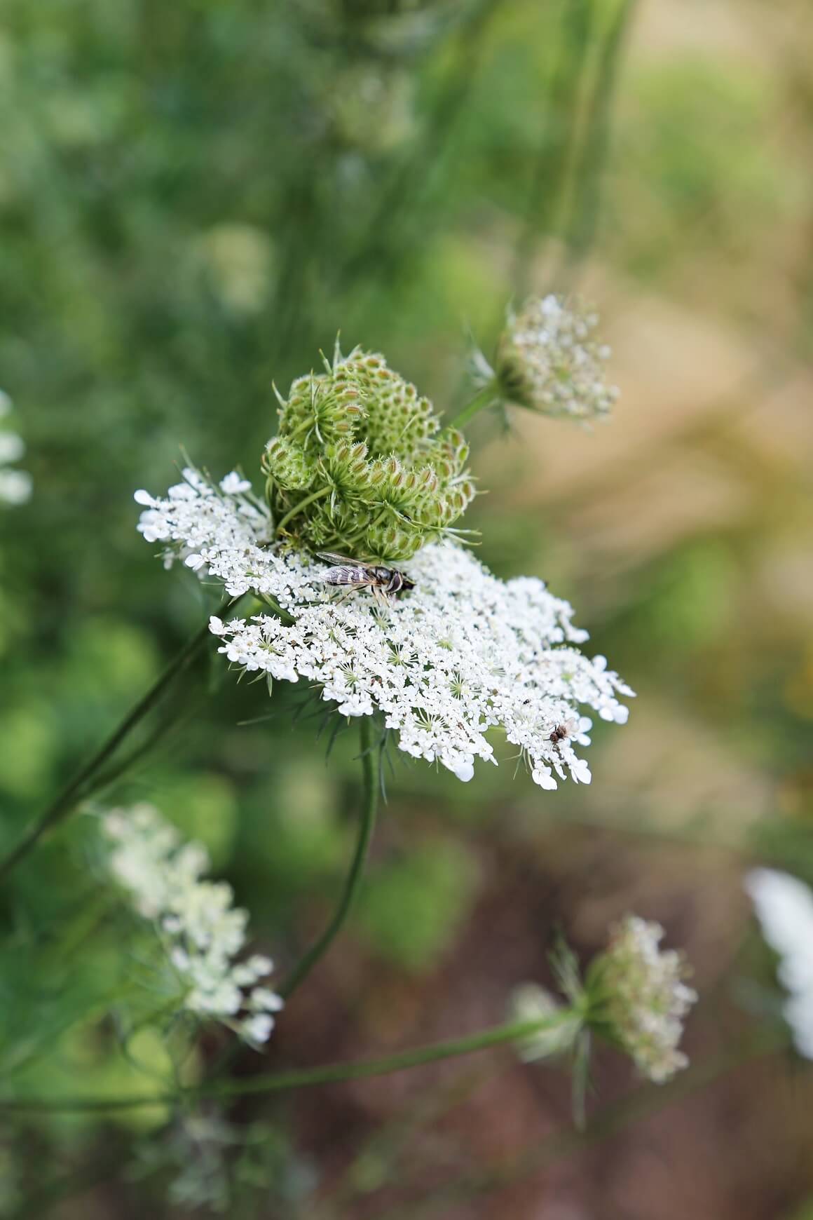 livadne biljke bijelog cvijeta