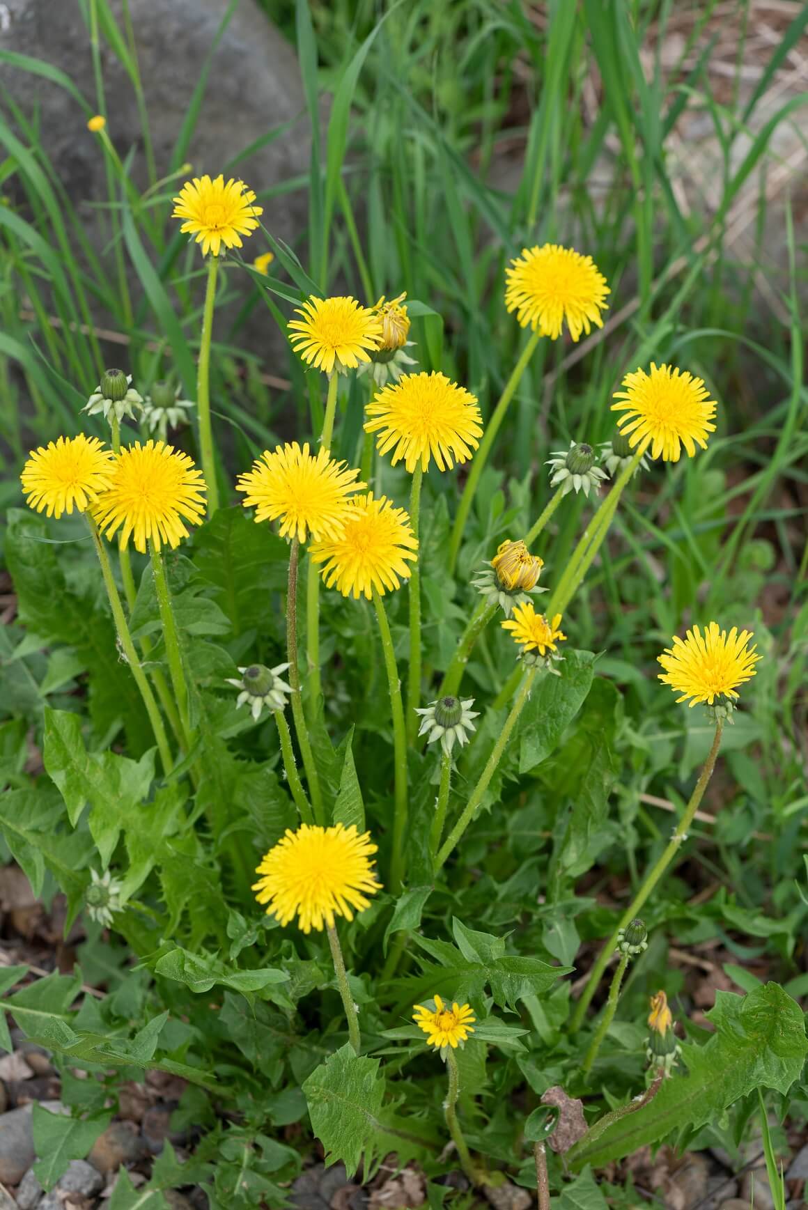 livadne biljke žutog cvijeta