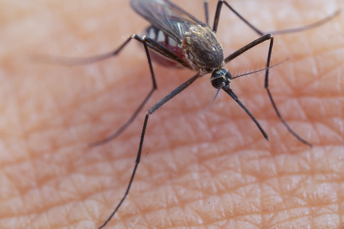 Ubod komarca prirodni lijek