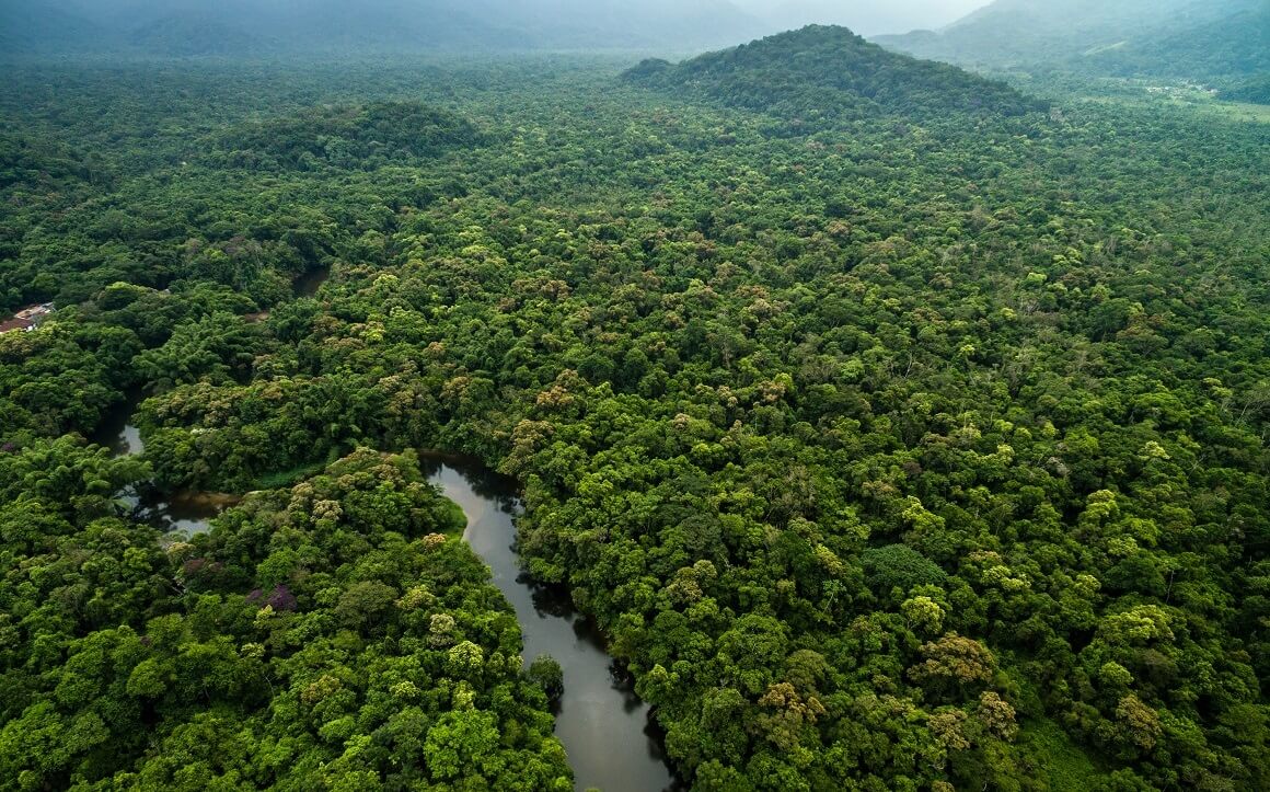 Nedovoljno se čini za očuvanje prašuma