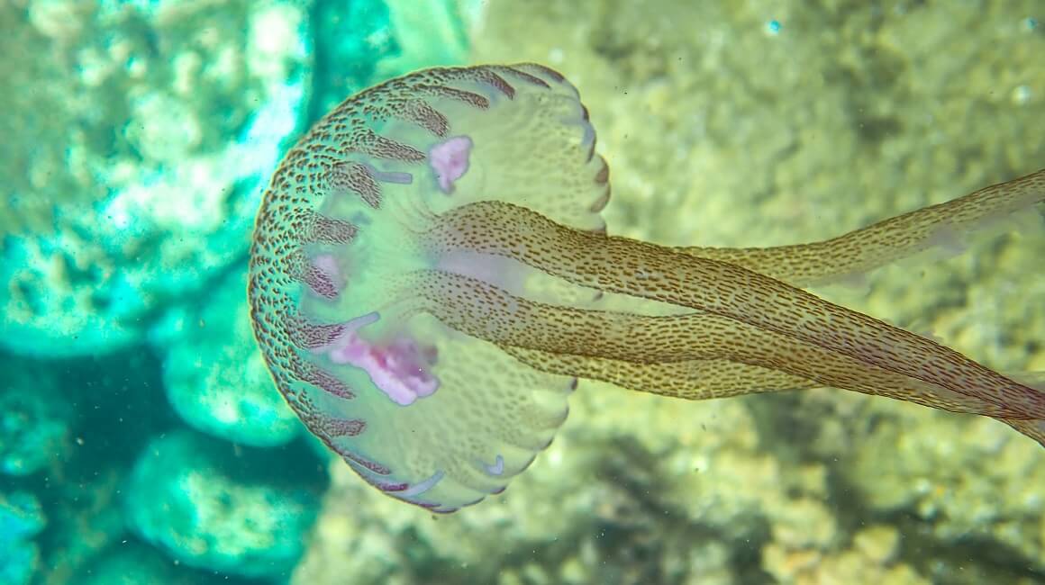 Zbog klimatskih promjena u Jadran došla nova vrsta meduze