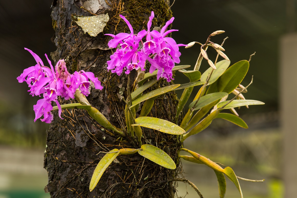 Divlje orhideje