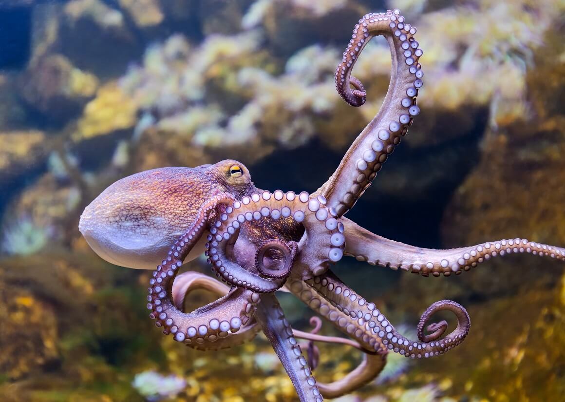 Hobotnica 1