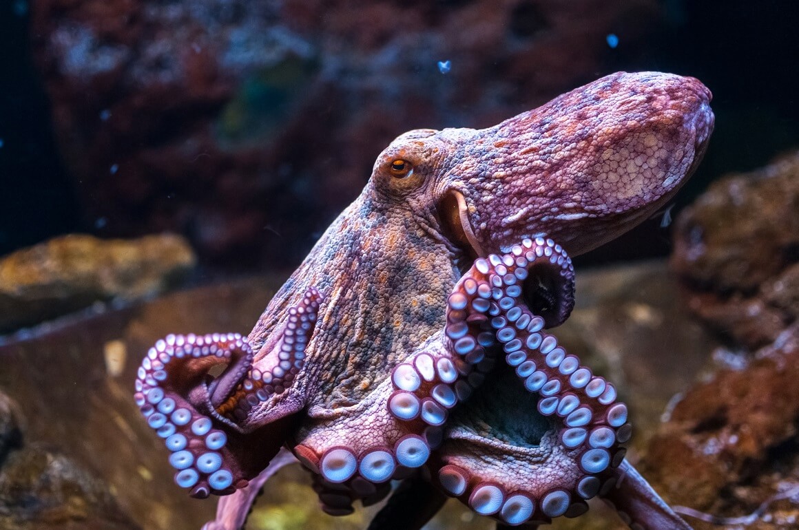 Hobotnica 2