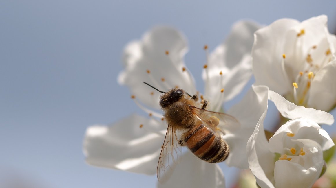 Jedna solitarna pčela učinkovita je kao 120 medonosnih