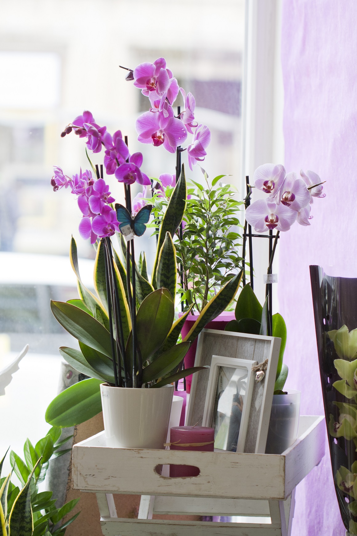 Najljepše orhideje