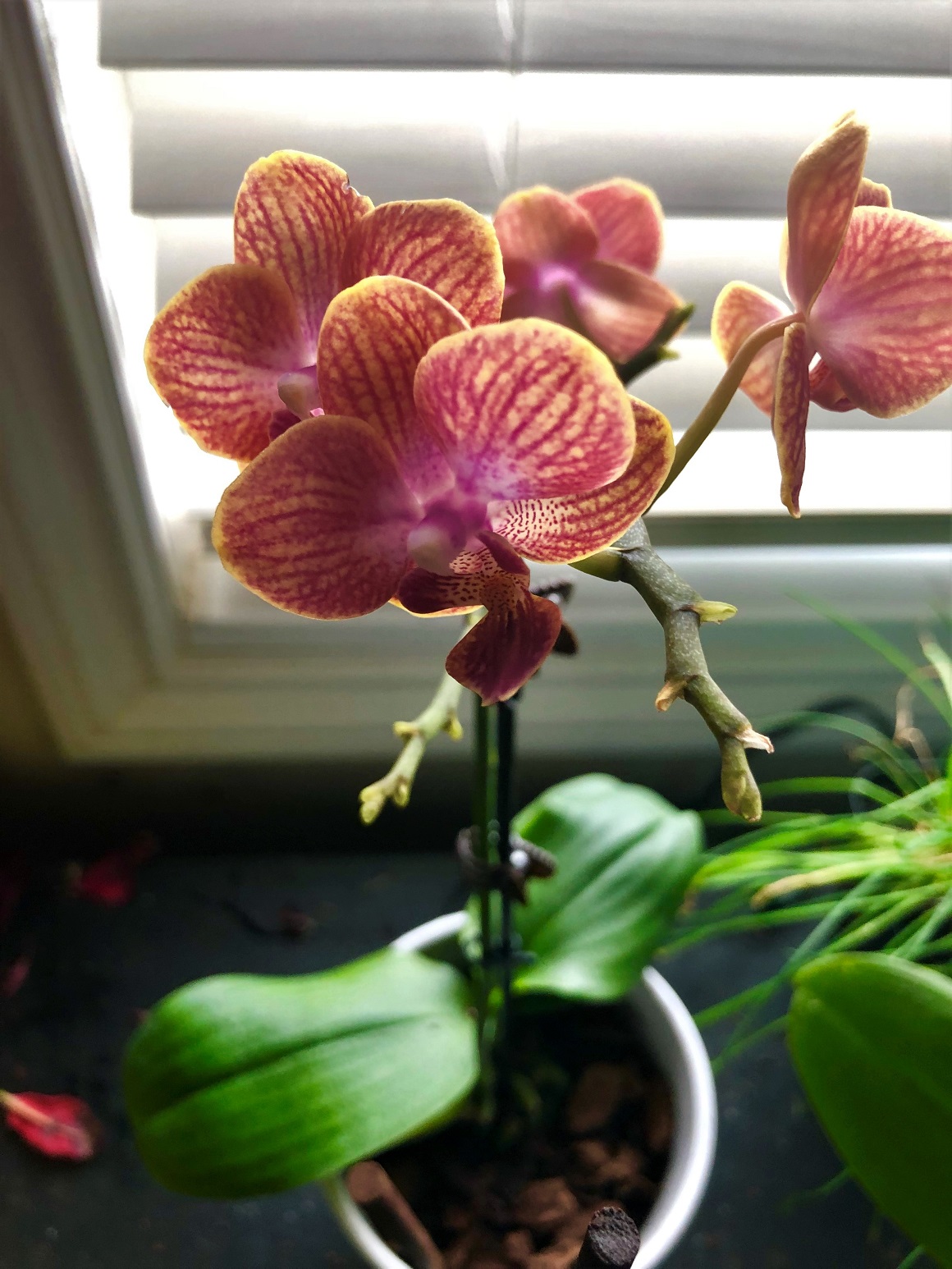 Orhideja - presađivanje
