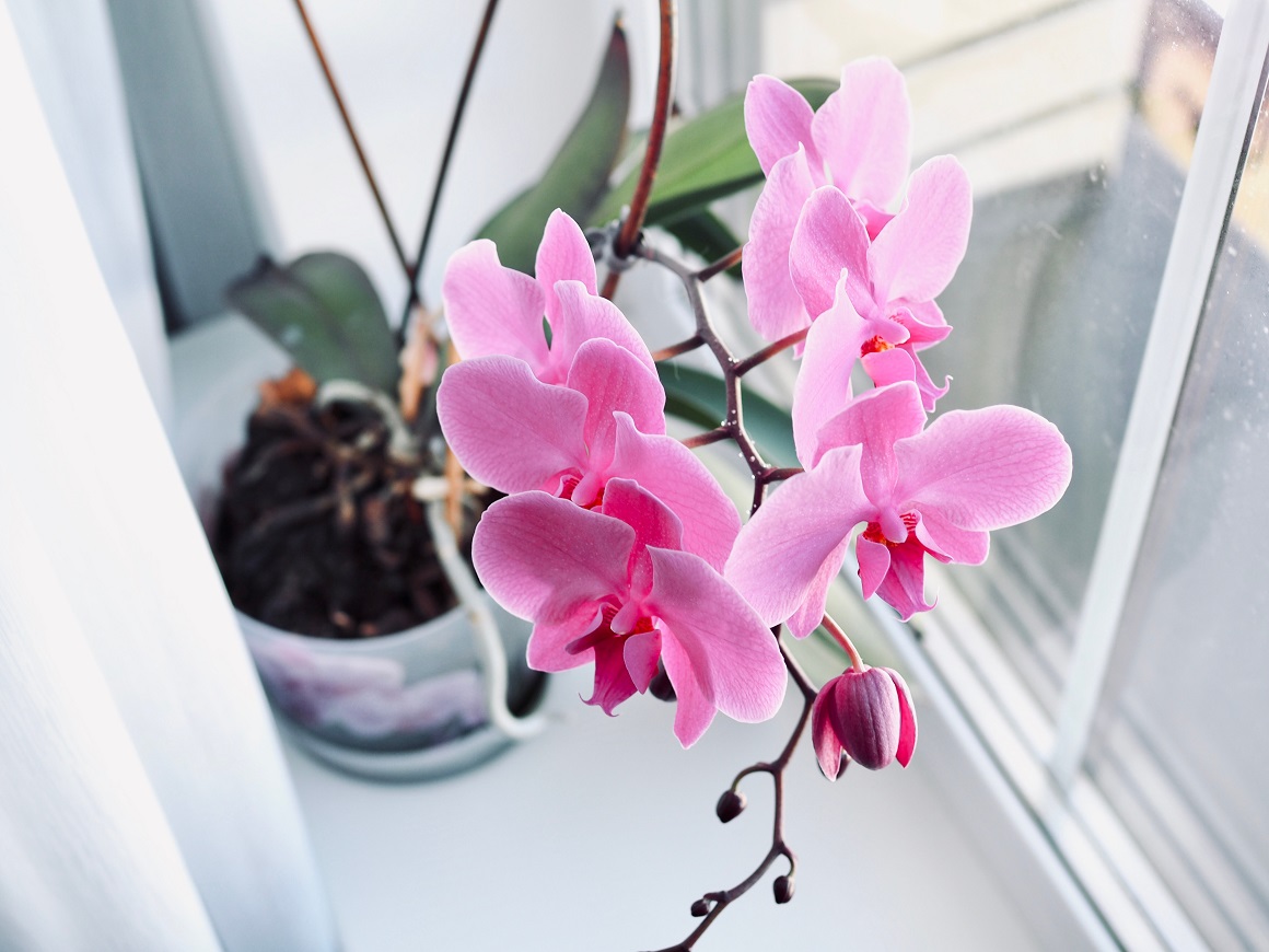 Orhideje - kupovina