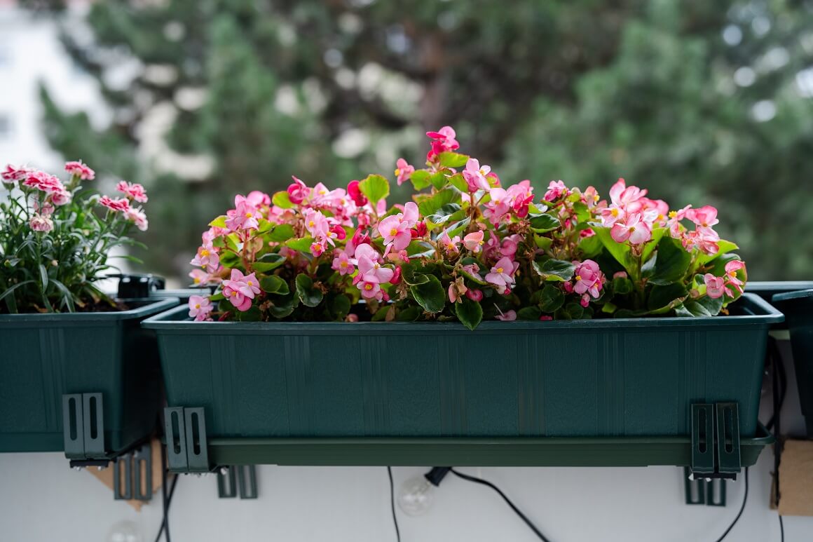 Proljetno cvijeće za balkon
