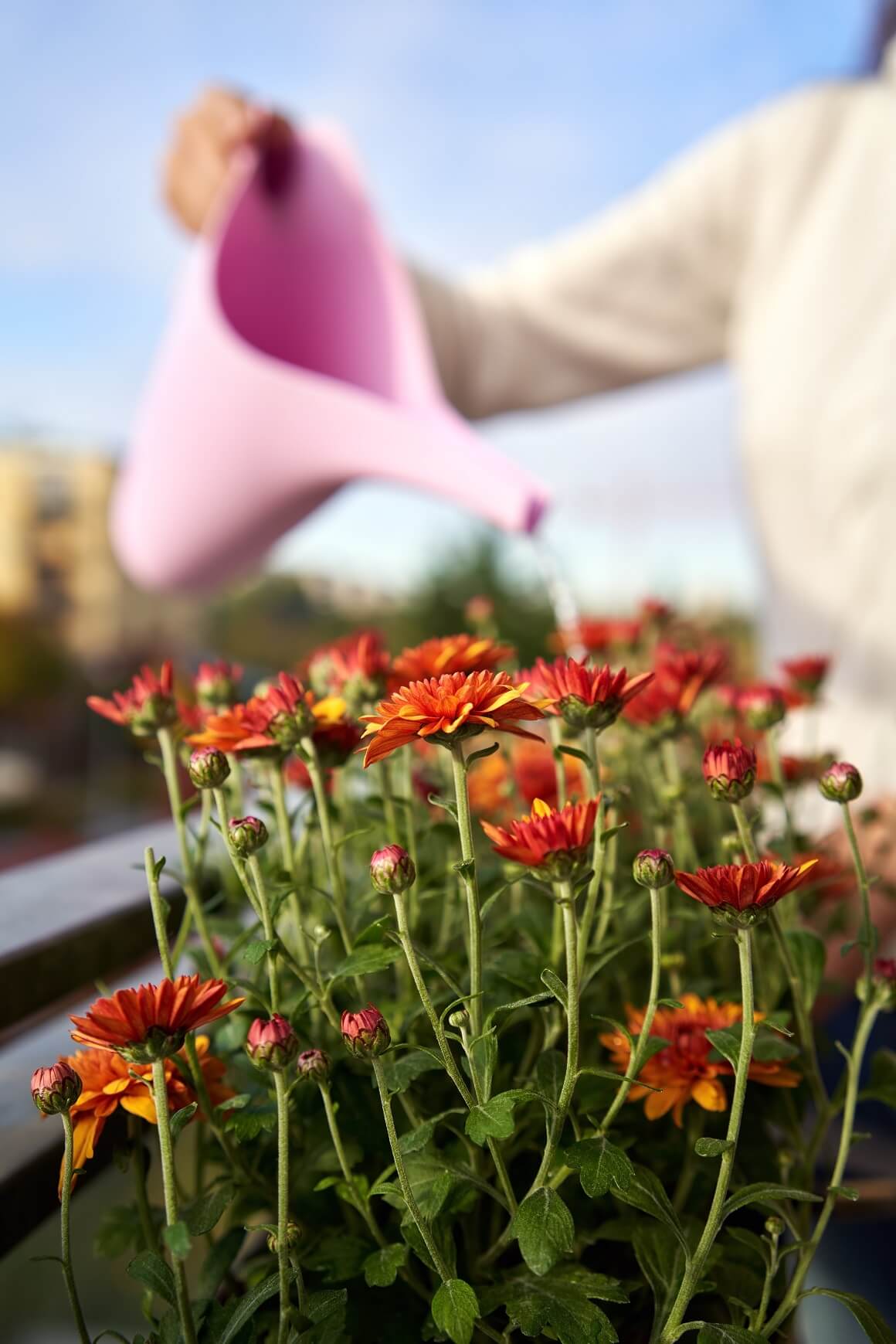 Proljetno cvijeće za balkone