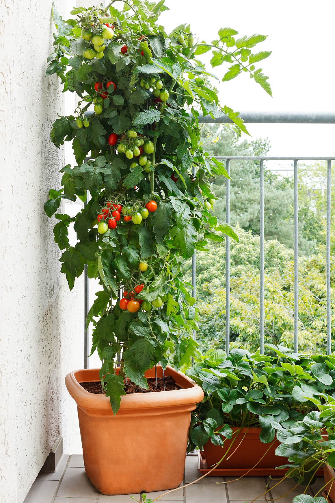 Sadnja paradajza na balkonu