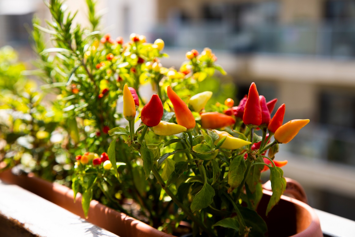 Uzgoj paprike na balkonu