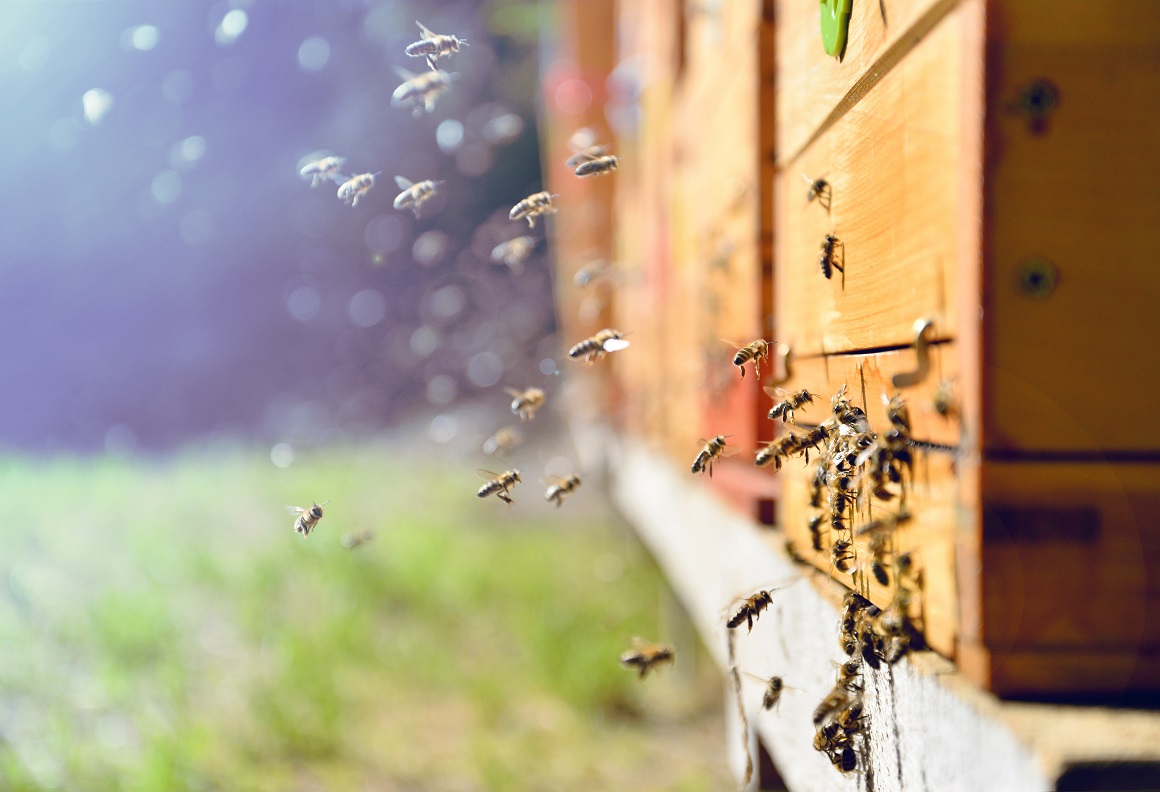 15 zanimljivosti o pčelama