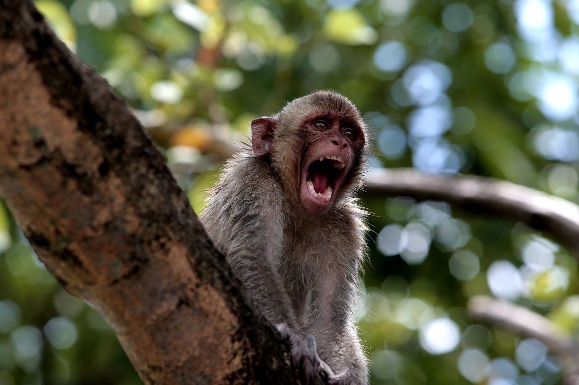 Majmuni nisu rezervoar virusa