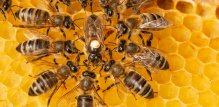 Matica pčela