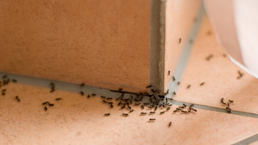 Prirodno sredstvo protiv kukaca u kućanstvu