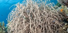 Rumphella aggregata