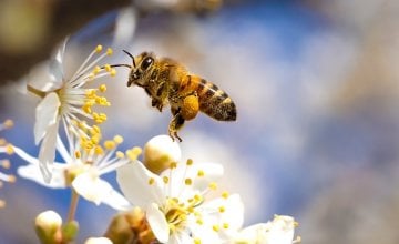 Zanimljivosti o pčelama