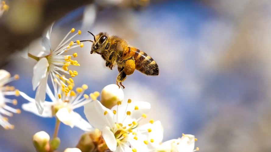 Zanimljivosti o pčelama