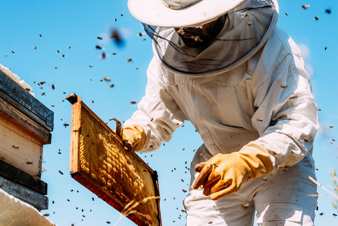 Zanimljivosti o pčelama i medu