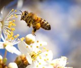 Zanimljivosti o pčelama koje niste znali
