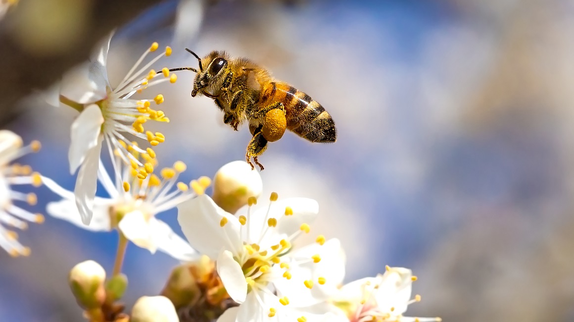 Zanimljivosti o pčelama koje niste znali