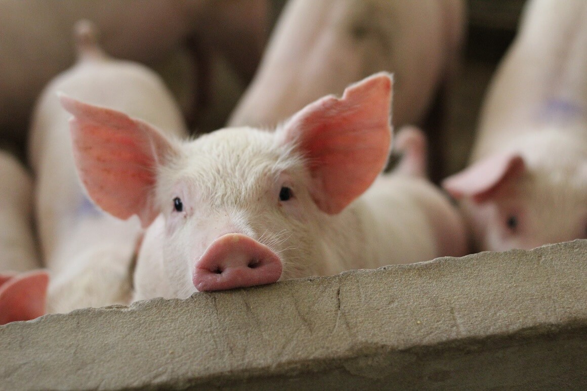Zaražene svinje ne pokazuju simptome bolesti